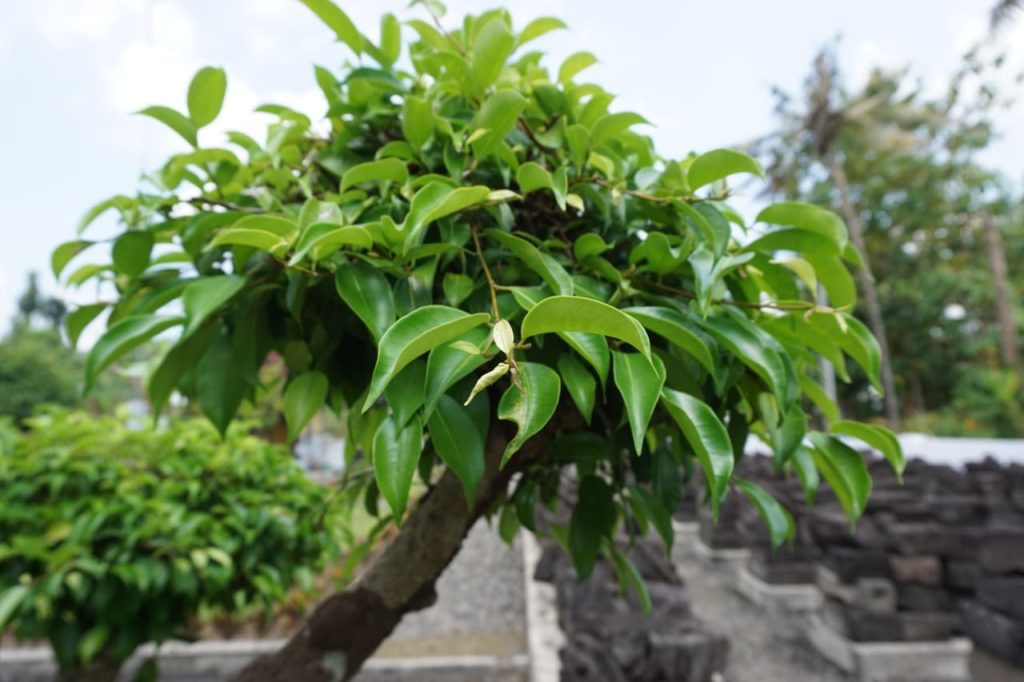 large sized Ficus benjamina plant with curled lanceolate leaves growing outside