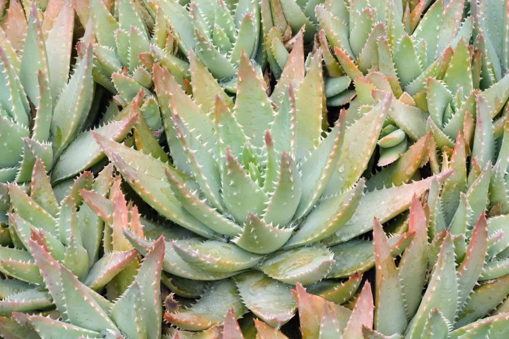 A. brevifolia with rosette-forming red and green spiked leaves
