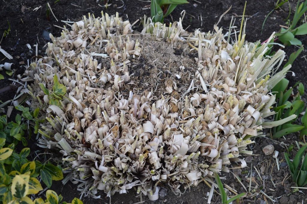 the crown of a pampas grass that has been cut right down to the base
