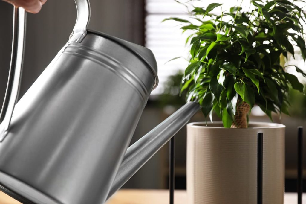 watering can being used to pour water in a small container of a Ficus benjamina plant