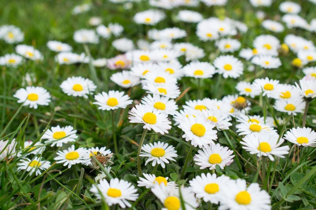 common daisies with white petals surrounding a yellow disc growing in the grass