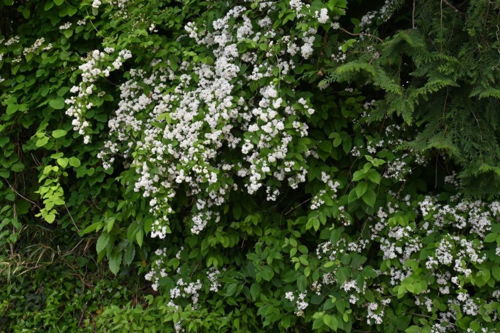 the white flowers of Deutzia scabra