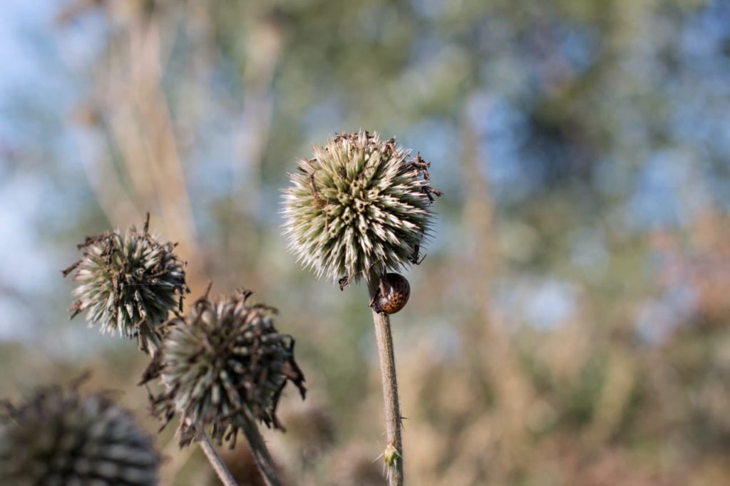 dried seed heads of globe thistle plants