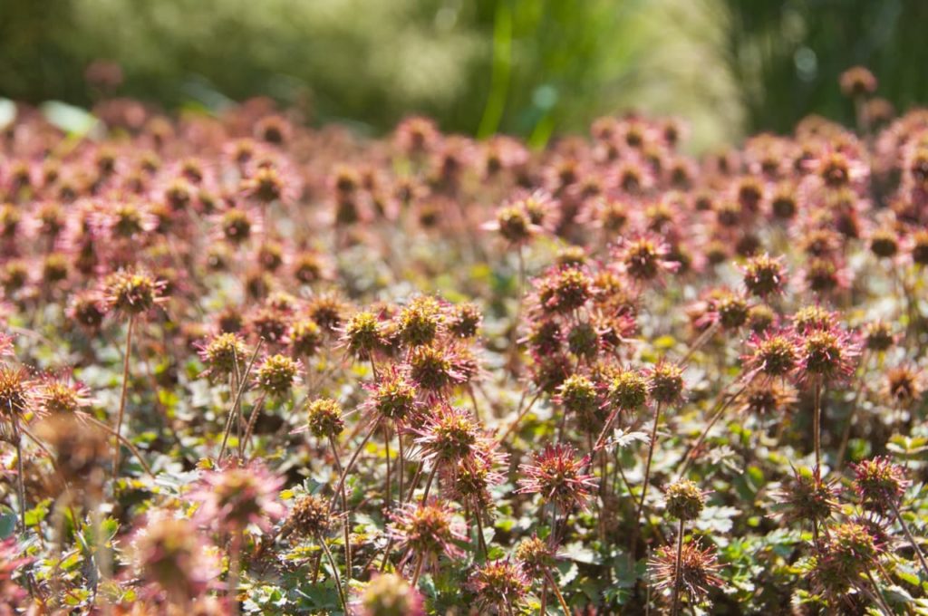 dull browny-red flowers covering the ground with Acaena microphylla 'Kupferteppich' plants

