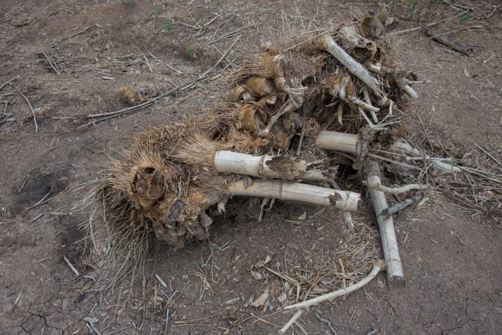 large fine roots of bamboo plants that have been dug up and removed from dry ground