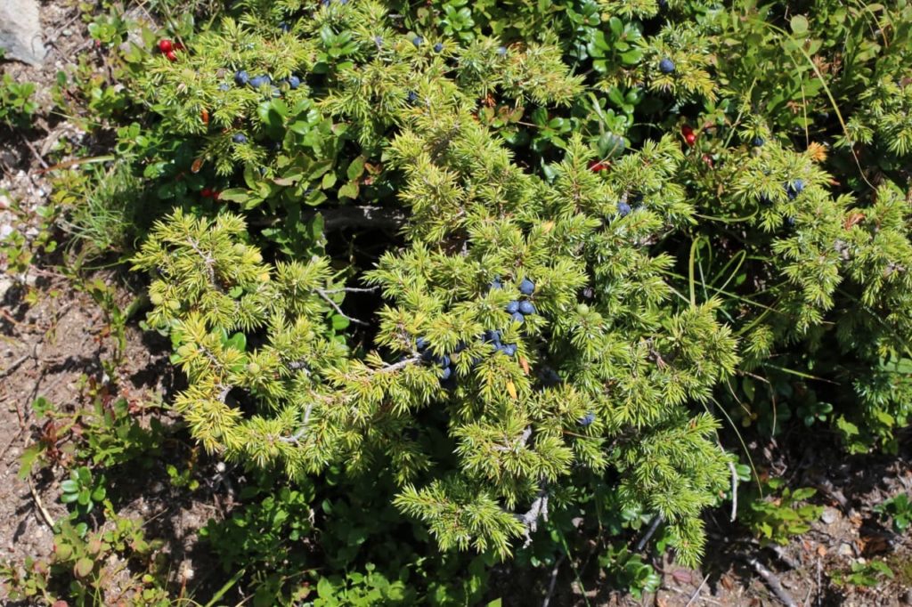 shrub with pine-like foliage from a Juniperus communis subsp. nana with blue berries