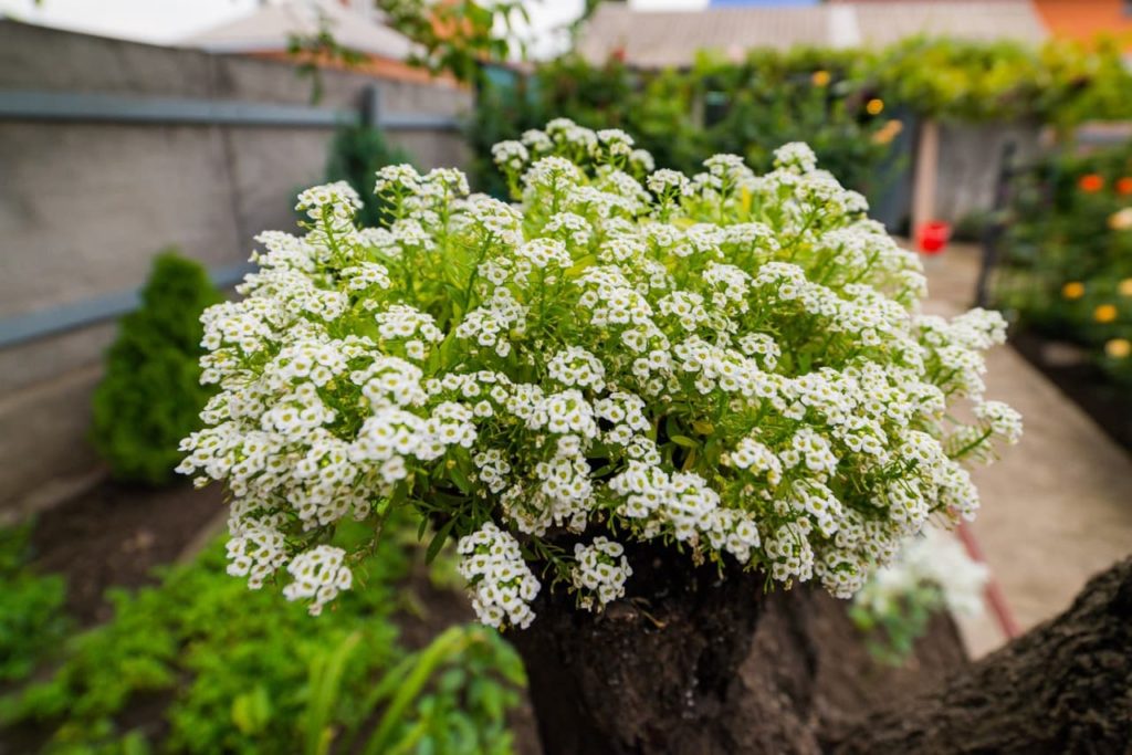 white flowering Lobularia maritima about to be planted out into a garden border outside