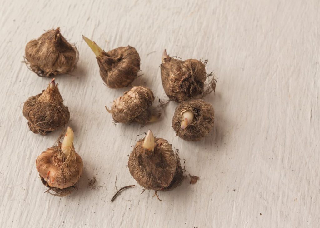 African corn lily corms that are starting to sprout