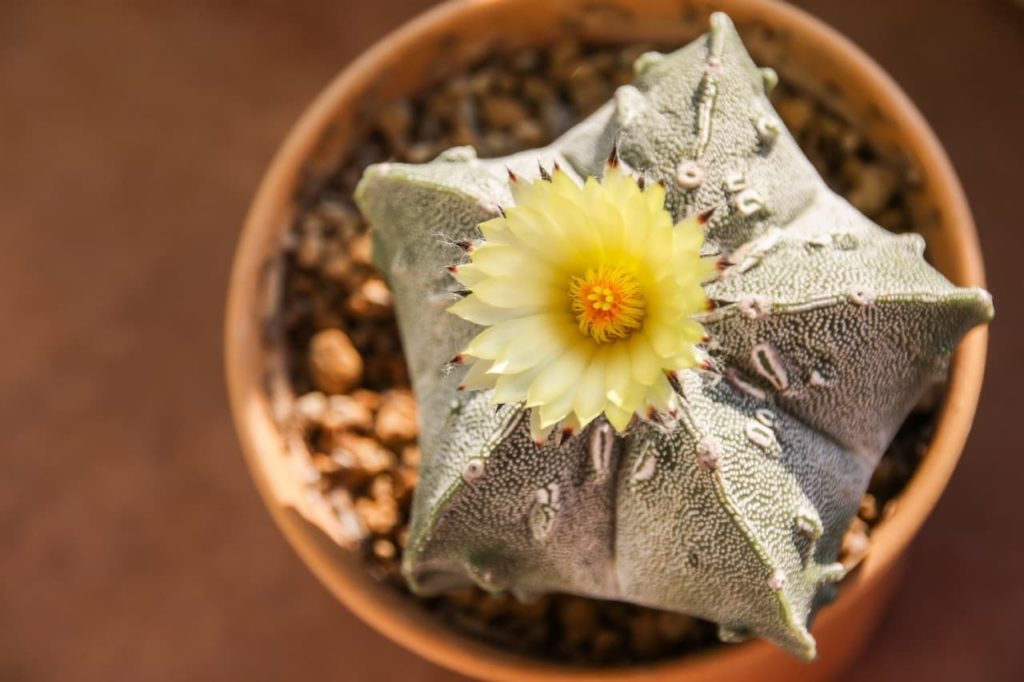 star-shaped Astrophytum myriostigma cactus with a daisy-like yellow flower