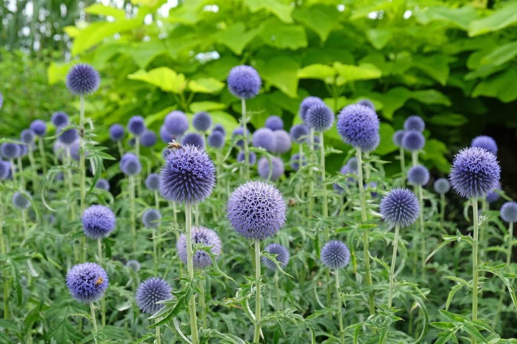 Echinops 'Taplow Blue' with globular purple flower heads