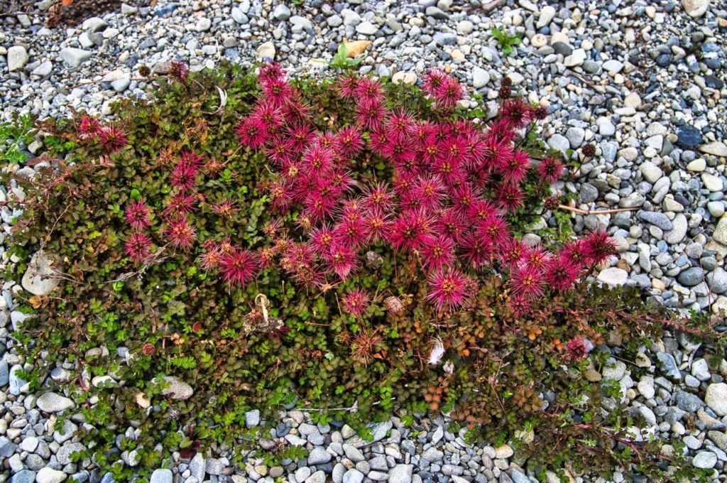 Acaena microphylla with spiky pink flowers and matted green foliage