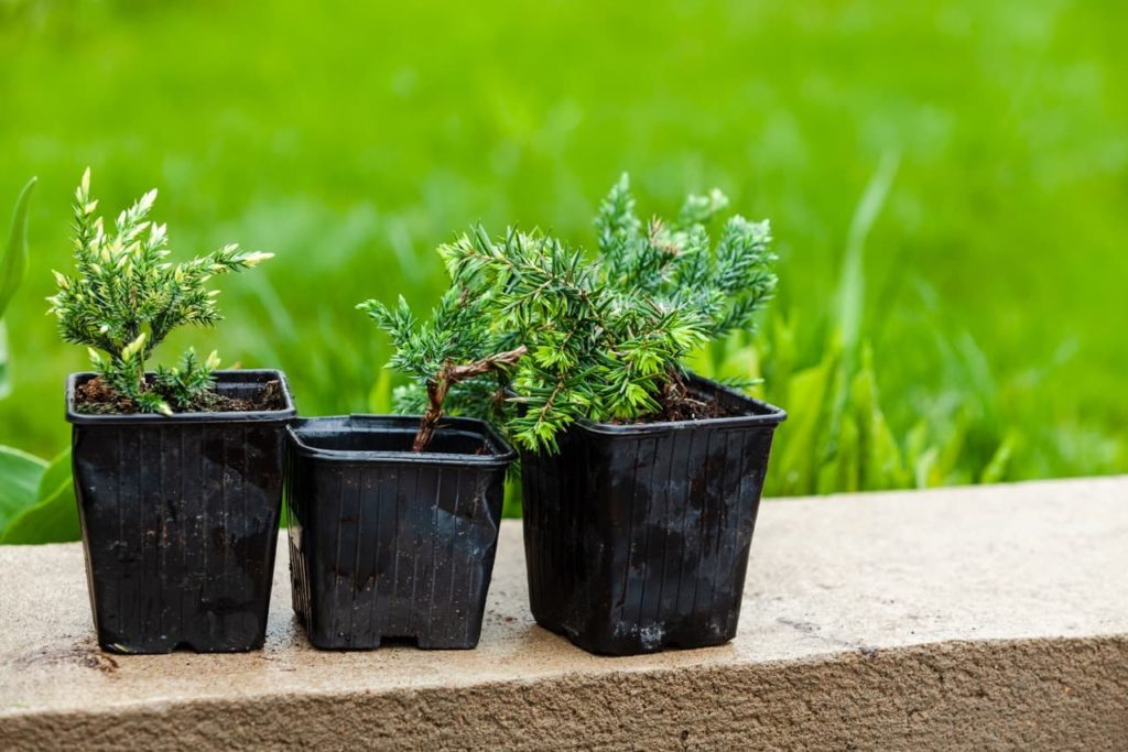 potted juniper seedlings sat in pots on a wall