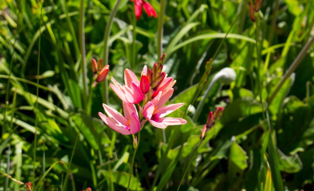 pink flowering ixia plant with long and thin petals growing on top of tall stems