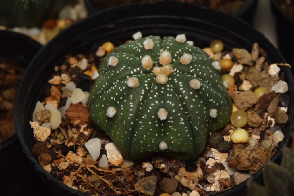 Astrophytum cactus with a rounded form dotted with cream coloured spikes