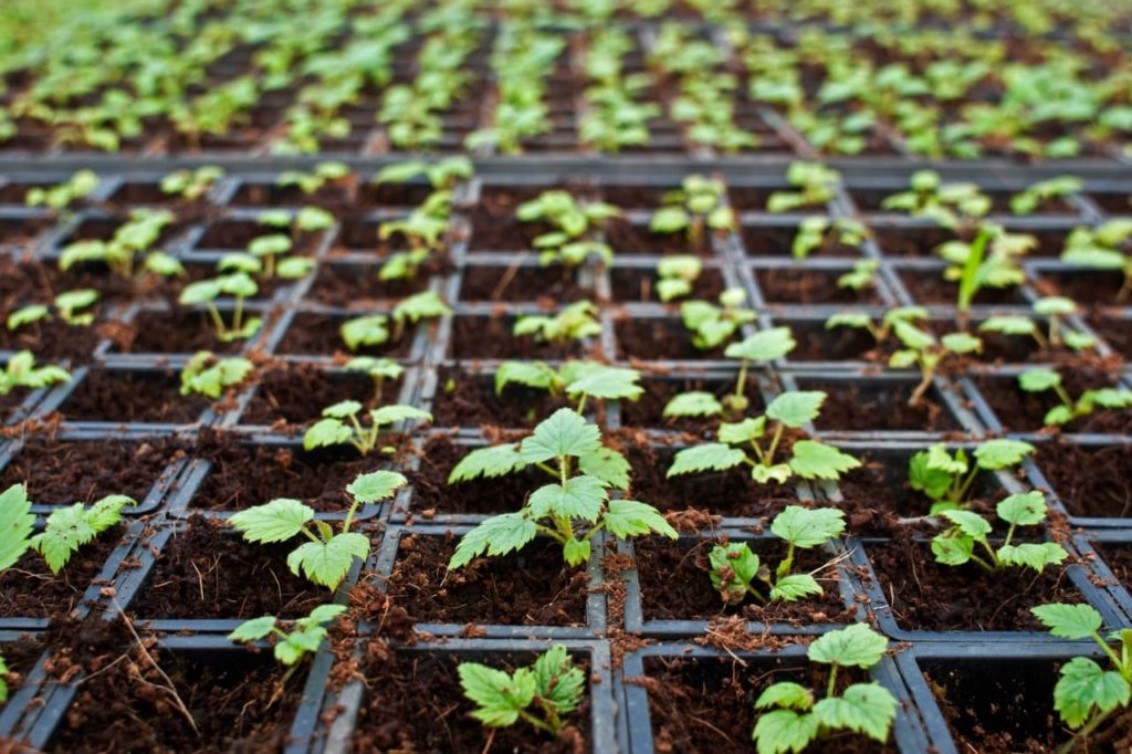 young raspberry seedlings with serrated true leaves emerging from individual seed cells