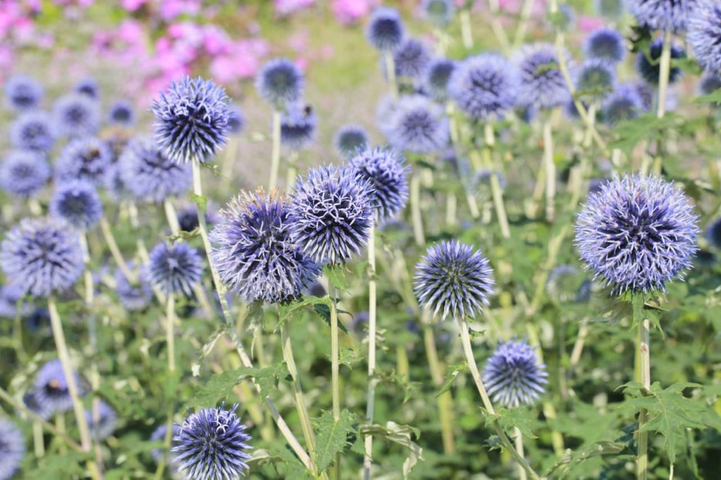 globe thistles growing in a drift