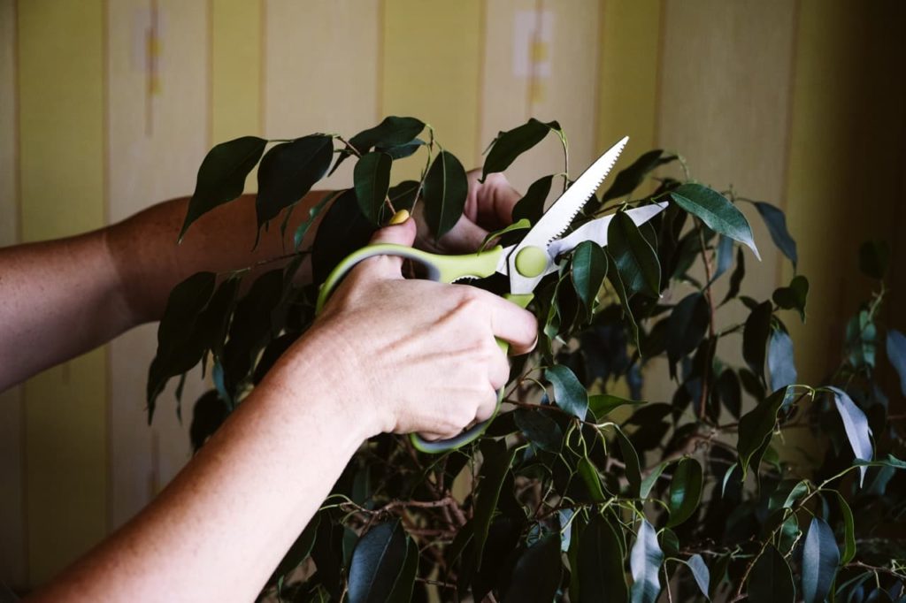 a hand pruning the drooping dark green leaves of a Ficus benjamina plant with green scissors