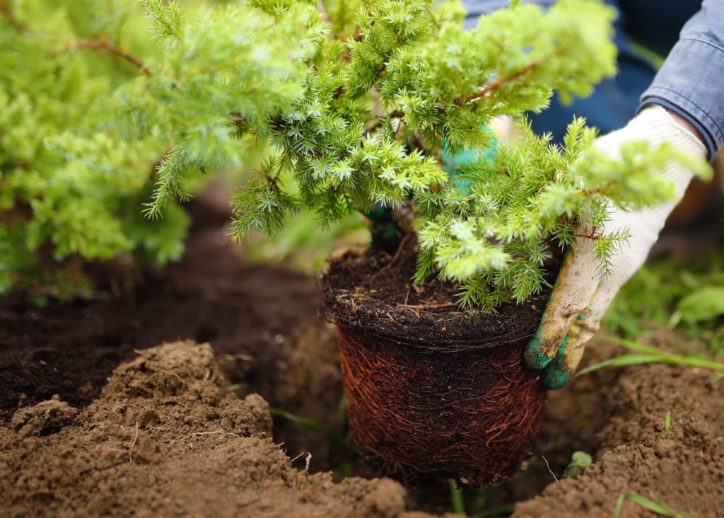 planting a pot-grown juniper plant into a hole in the ground