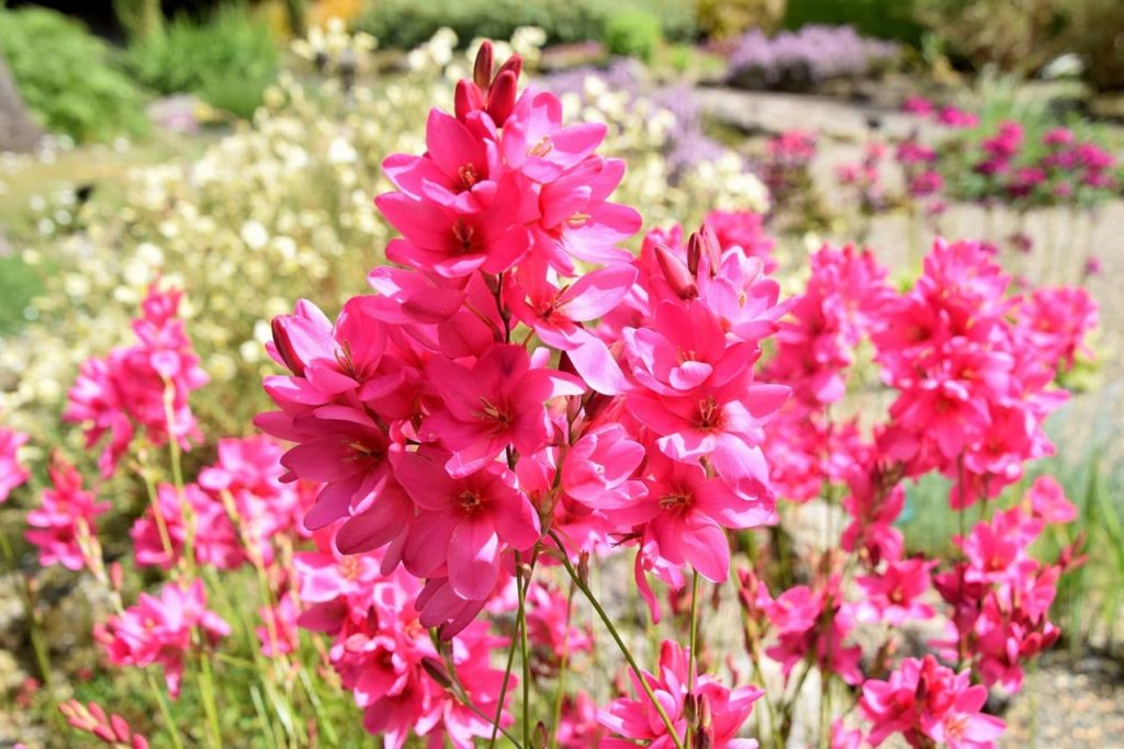 Ixia maculata plant with bright pink blooms shaped like stars