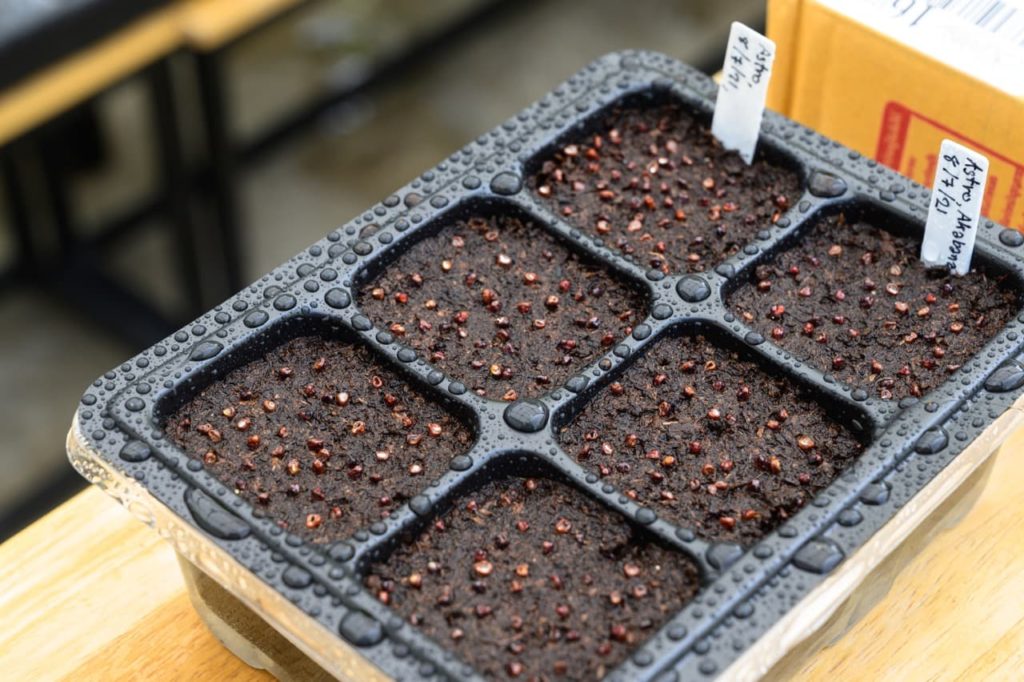 Astrophytum asterias seeds that have been sown onto the surface of wet compost in a seed tray