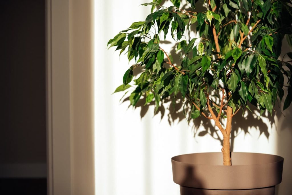 potted weeping fig with a pale brown trunk and dark green lanceolate leaves