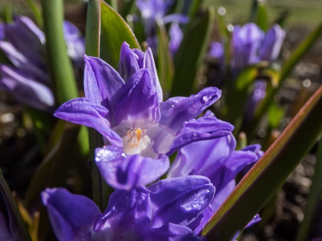 close-up of the purple flower of a chionodoxa covered in water droplets