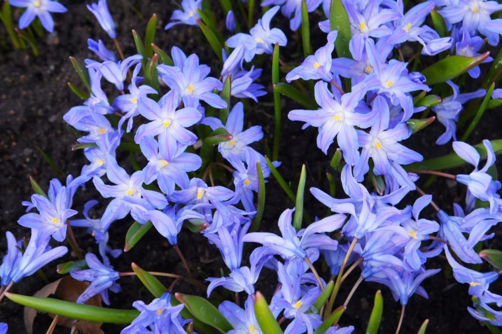 Chionodoxa with star-shaped purple and turquoise flowers with small yellow centres
