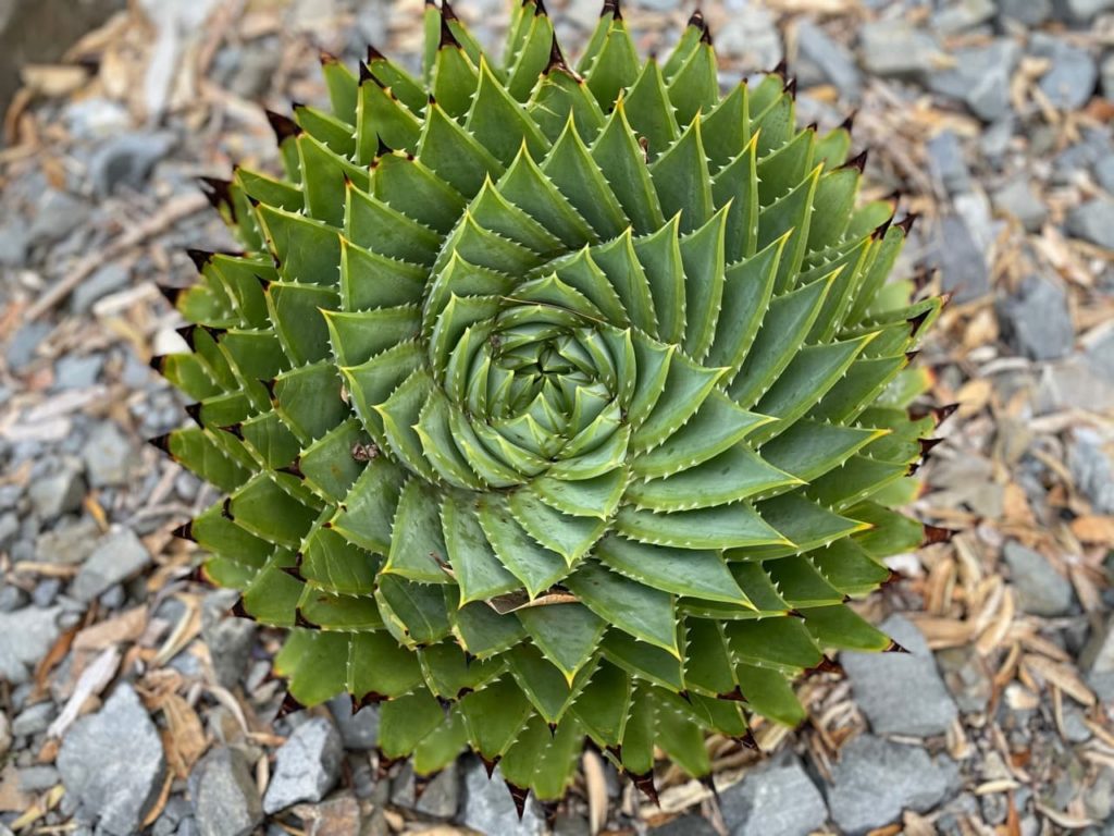 the spiralled many-leaved aloe plant growing on a rocky ground