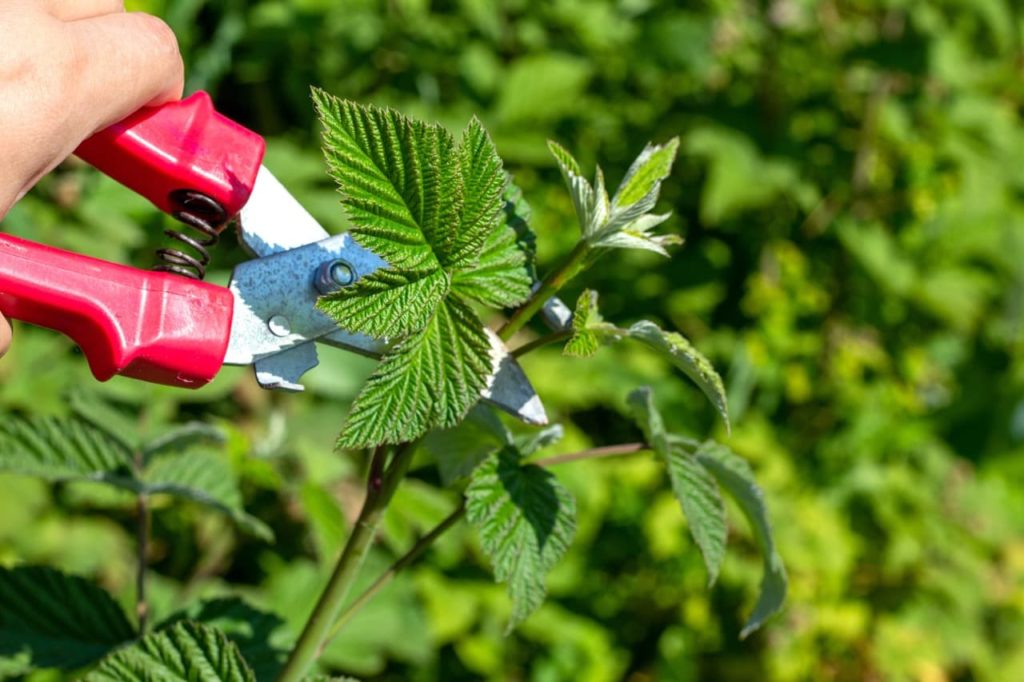 secateurs being used to cut the stem of a serrated raspberry plant leaf