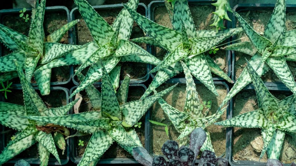 rows of potted somalian aloe plants with variegated green fleshy leaves