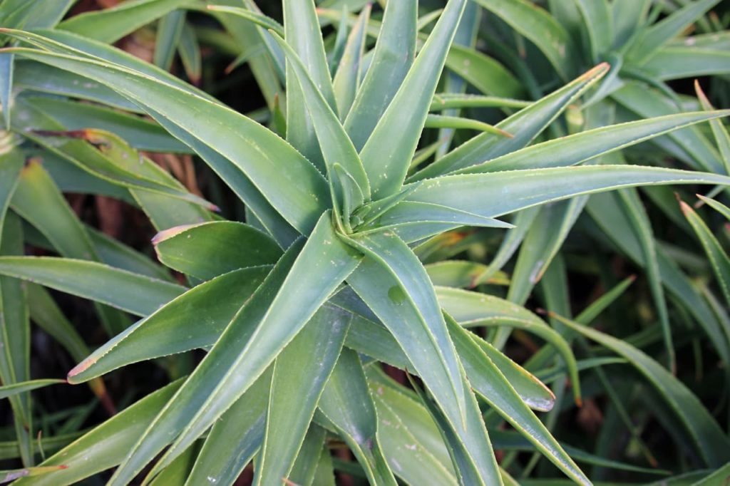 A. striatula plant with long leaves lined with serrated edges