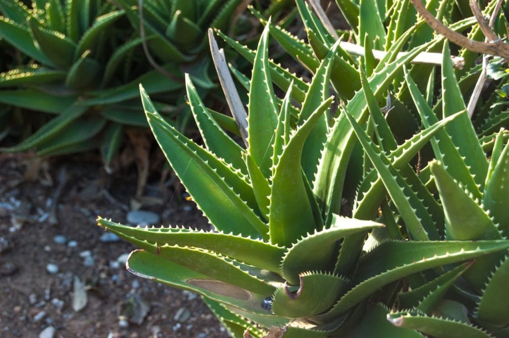 large Aloe vera plants with spiky edges growing outside