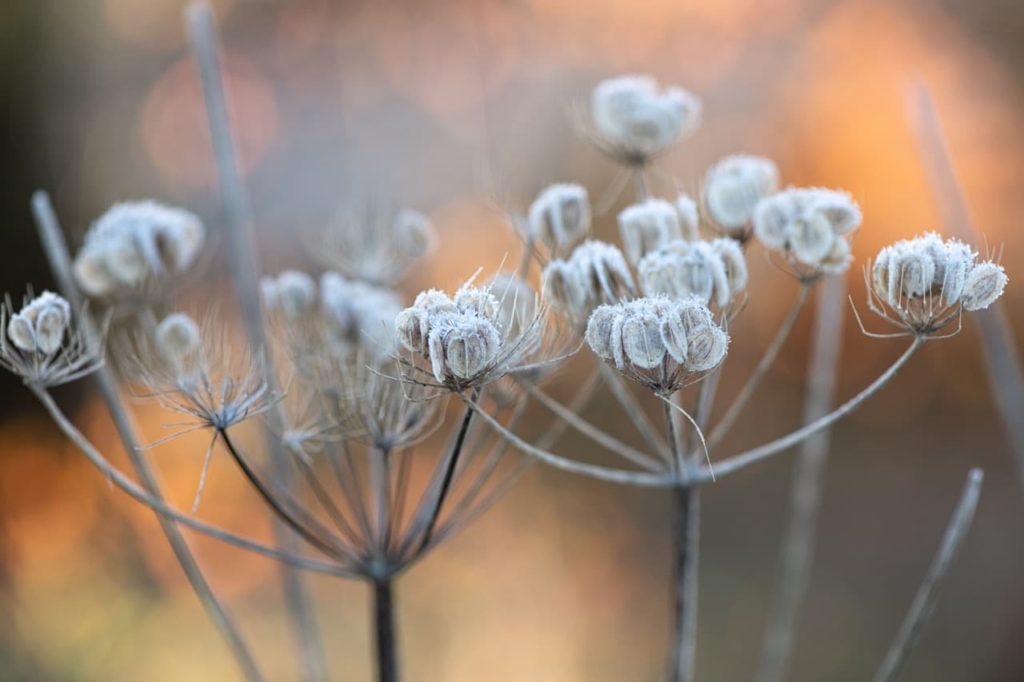 Close-up frosted Heracleum sphondylium, hogweed seed heads in winter