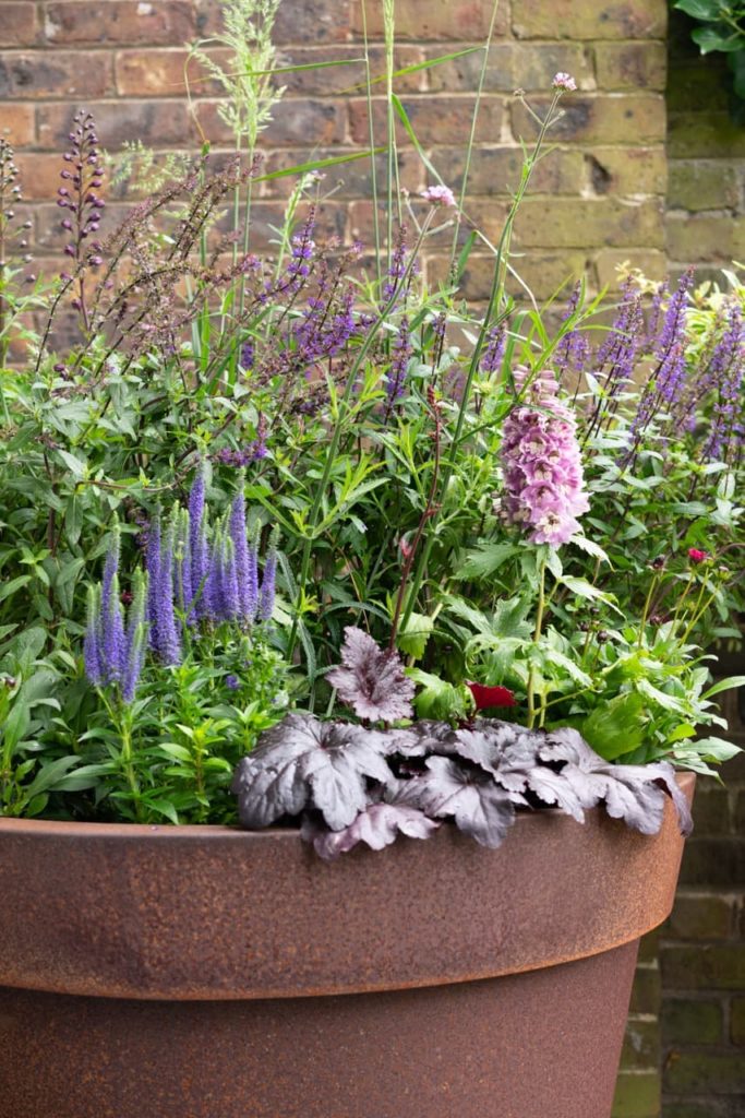 hyssop, heuchera and other flowering plants growing in a large container