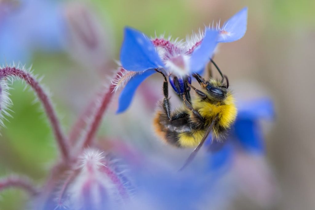 close-up of a bumblebee on a blue borage flower with red stems