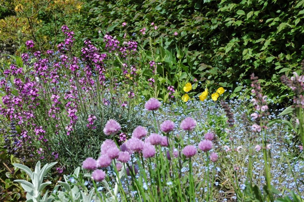 alliums and other purple flowering wildflowers growing in a garden