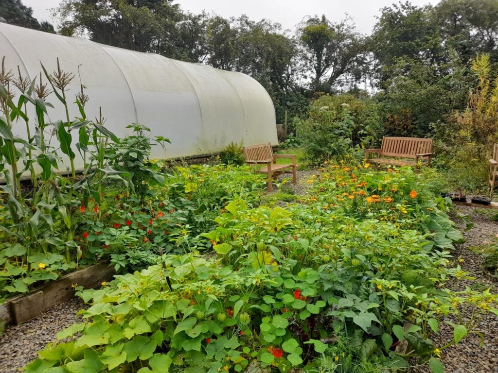 Kim's large garden with a huge polytunnel in Wales