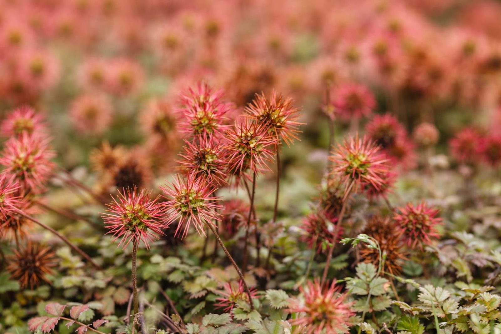 acaena plants with frilly red flower heads growing as ground cover