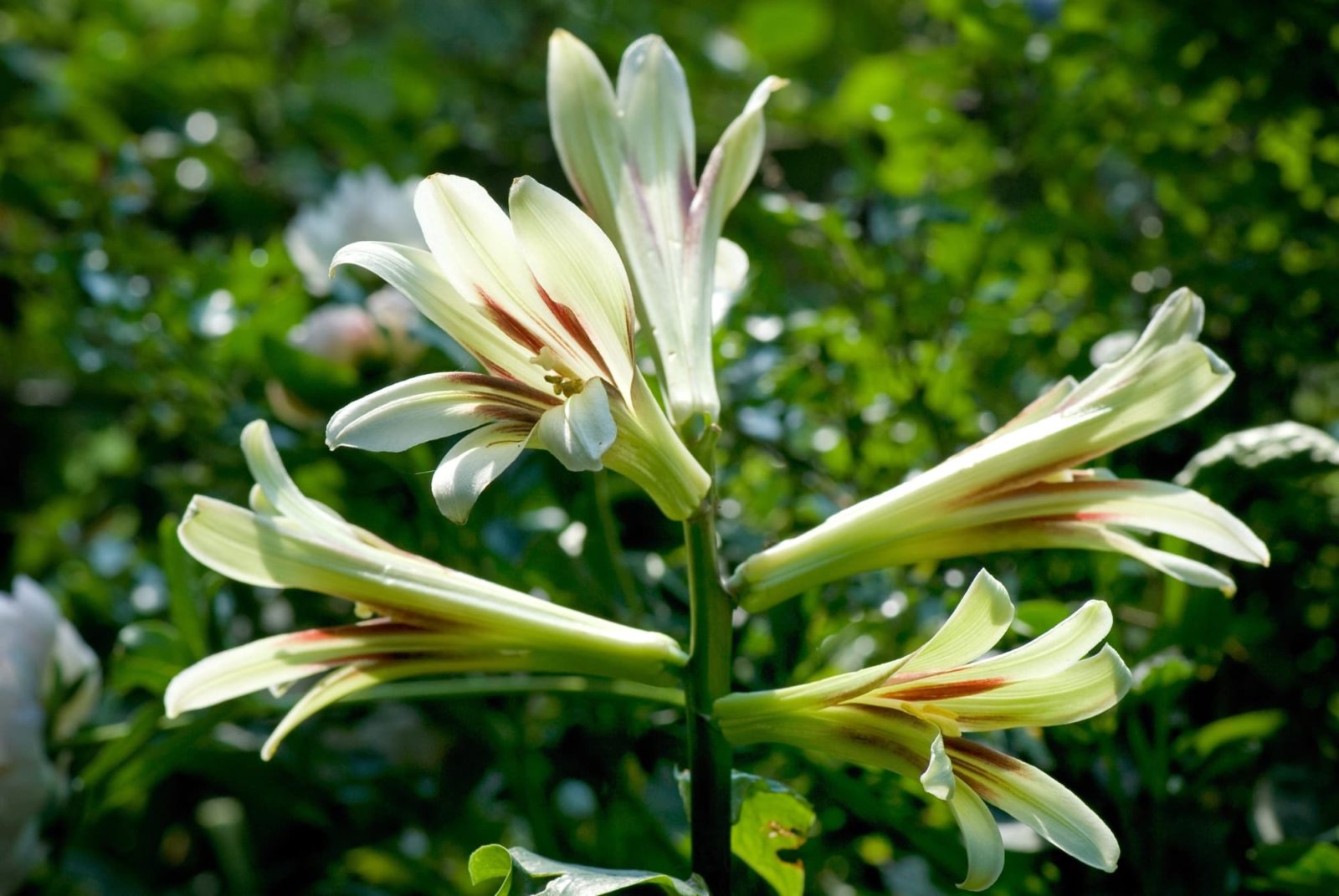 cardiocrinum plant with trumpet-shaped pale yellow and white flowers
