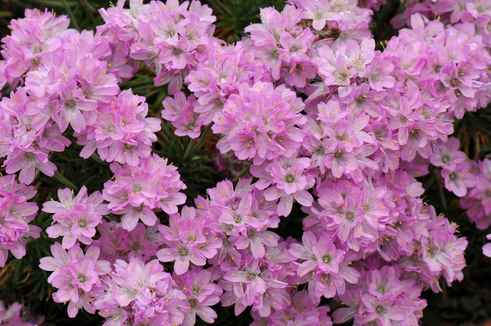 masses of pink flowering Armeria caespitosa