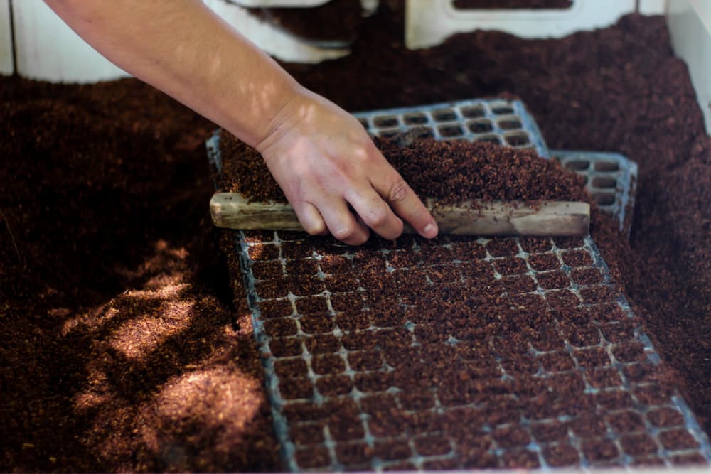 seed tray being filled with compost
