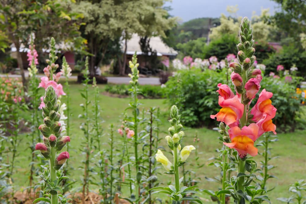pink, orange and yellow antirrhinum in flower