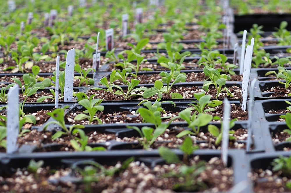 alyssum seedlings in small pots growing in rows