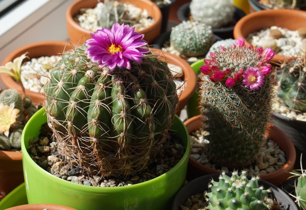 pink flowering parodia werneri growing in a pot next to an array of different cacti