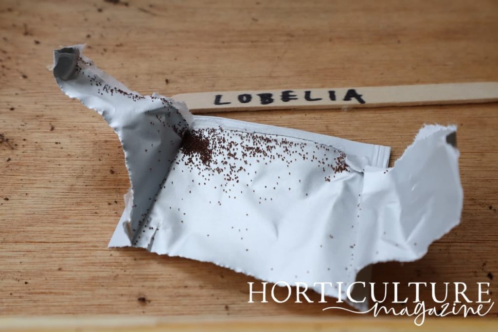 an open packet of hundreds of tiny lobelia seeds