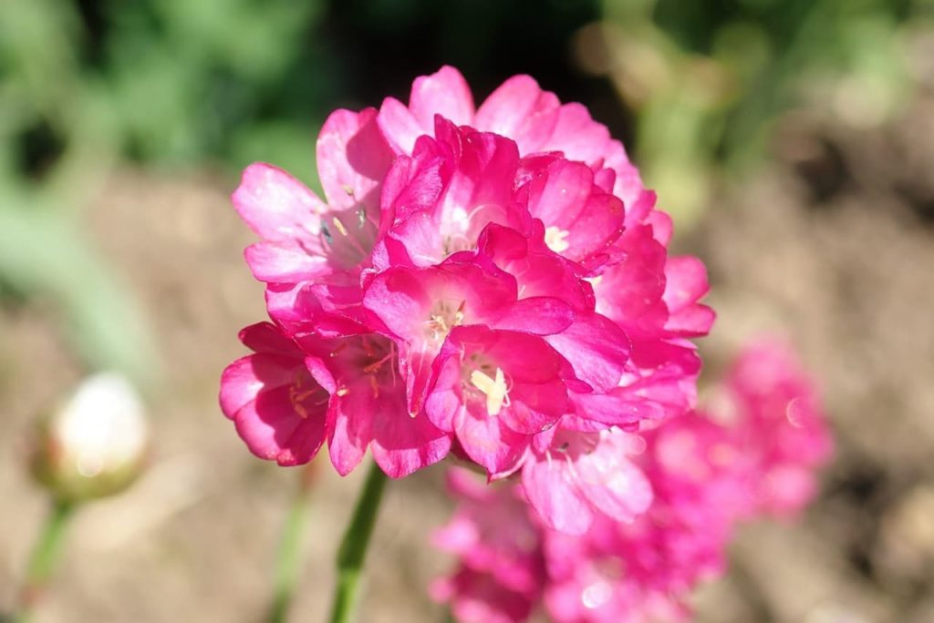 A. maritima 'Splendens' with bright pink flowers growing in a globular cluster