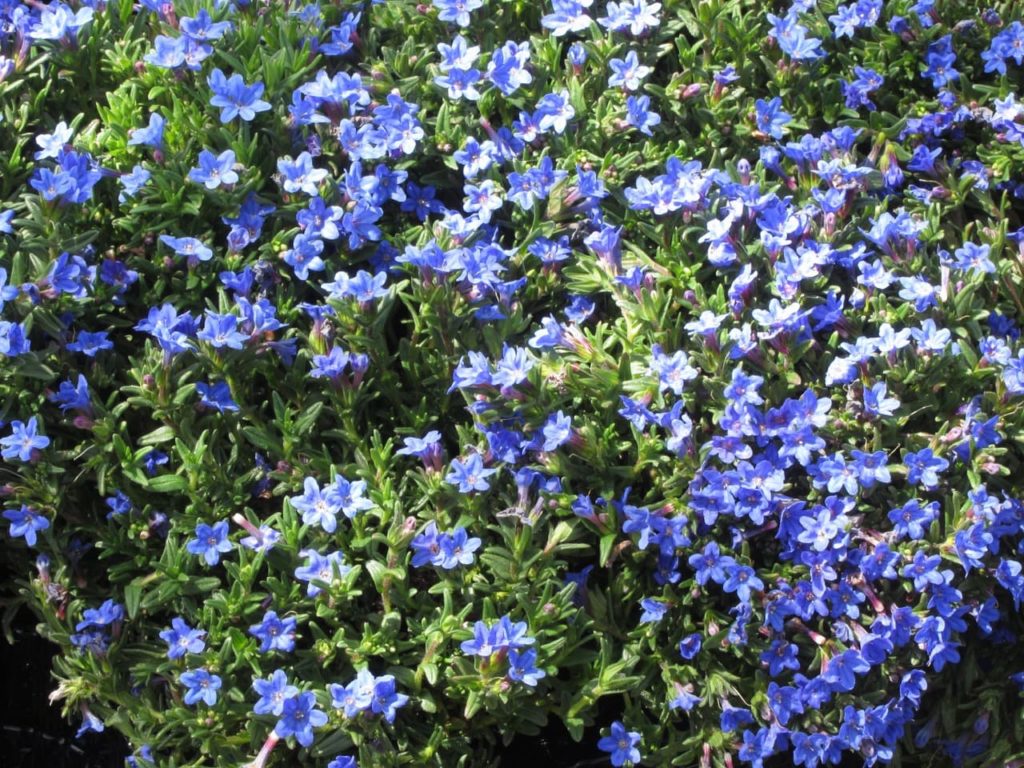 Lithodora diffusa 'Heavenly Blue' with blue flowers shaped like stars growing profusely