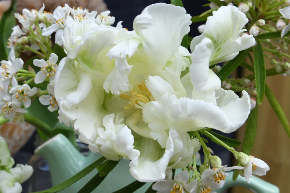 ckose up of a white parrot tulip