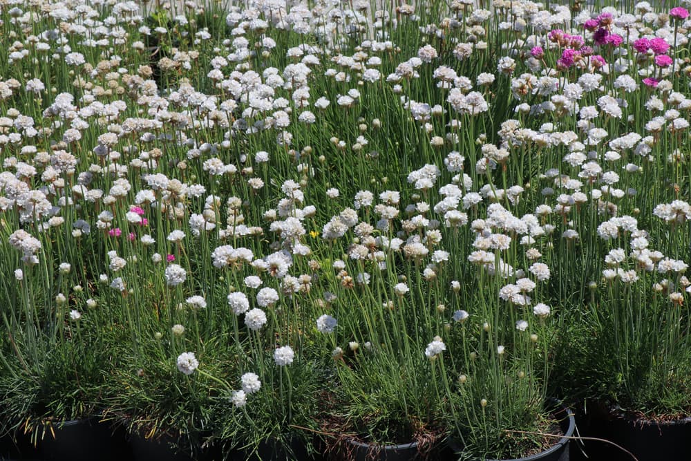 pots of upright white flowering A. maritima 'Alba'