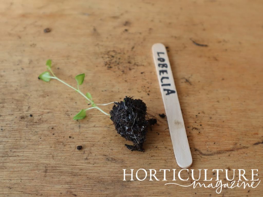 a lobelia seedling shown next to a handwritten label on a potting table